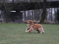 Bendix Obedience Workshop beim VdH Mauer 2016 (97)